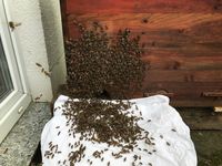 Die Bienen laufen in Einraumbeute ein