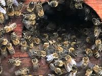 Einige Bienen sterzeln