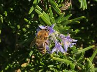 Honigbiene auf dem bl&uuml;henden Rosmarin
