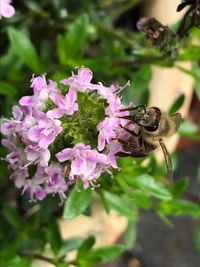 Honigbiene auf Thymian