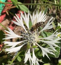 Honigbiene auf Wei&szlig;e Berg-Flockenblume