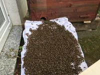 Die Bienen laufen ein