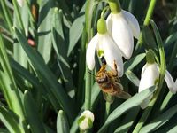 15.02.2020-Honigbiene auf Schneegl&ouml;ckchen